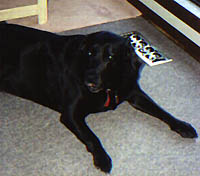 meaghan.jpg (11693 bytes)